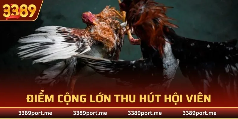 Diễn biến nghẹt thở với cuộc so tài của chiến kê chất lượng